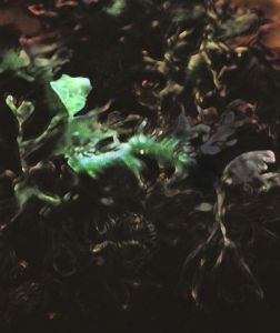 Artiste Agnes Kerboriou