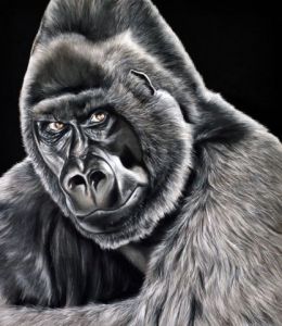 Dessin de Helene Roux: Gorille des montagnes