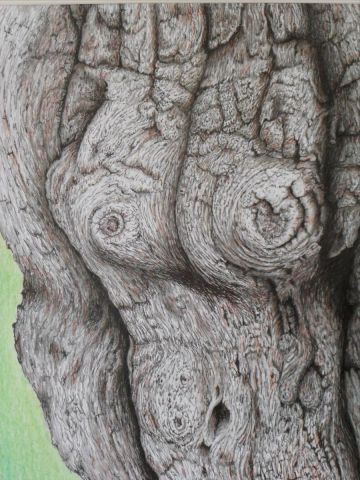 COQUINERIES DE DAME NATURE 2 - Dessin - YVES INGELS COQUINERIES DE DAME NATURE 2 - Dessin - YVES INGELS