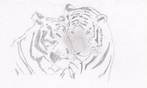 Dessin de kraknoux: Couple de tigres