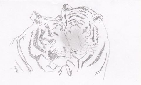 L'artiste kraknoux - Couple de tigres