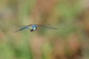 Photo de tchouk: libellule en vol