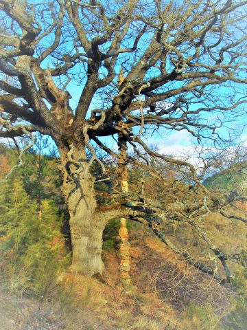 vertical - Photo - adri1 vertical - Photo - adri1