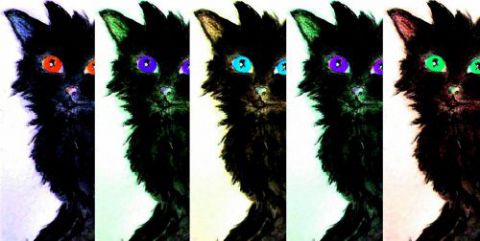 L'artiste Onasia - Kinou, chat éphémère...