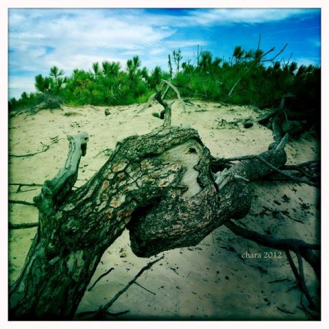 Un arbre tordu et un canard  - Carcans - Photo - chara