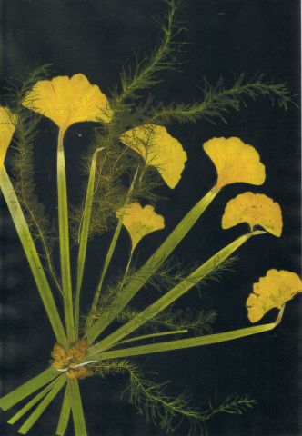 GINKGO en bouquet - Collage - NICOLE BOURGAIT GINKGO en bouquet - Collage - NICOLE BOURGAIT