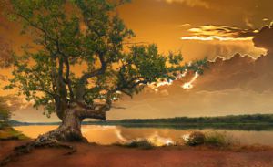 Artiste Xavier Rambaud