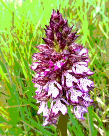 L'artiste Jean Bagen - la belle dame L'artiste Jean Bagen - la belle dame