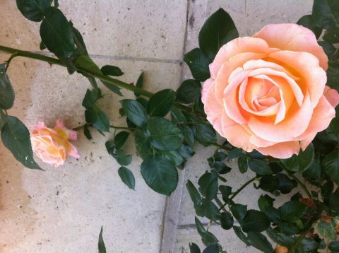 mur de roses - Photo - Beyla Lavana