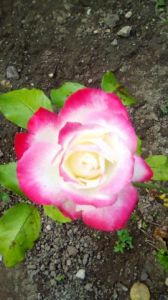 Artiste Beyla Lavana