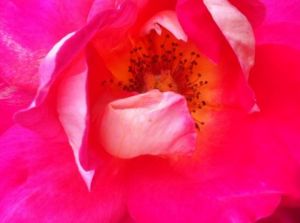 Photo de Beyla Lavana: cœur de rose