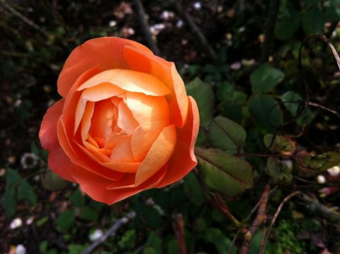 Rose orange - Photo - Beyla Lavana