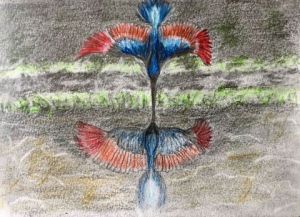 Dessin de jean pierre MALLET: Oiseau miroir 