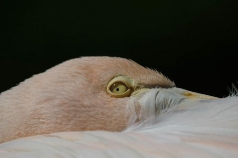 Flamant Rose - Photo - Krakito Flamant Rose - Photo - Krakito