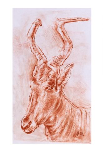 Portrait d'antilope bubale - Dessin - Redha Benidiri