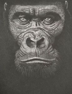 Voir cette oeuvre de Nenette: Gorille 2