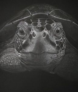 Dessin de Nenette: Portrait tortue