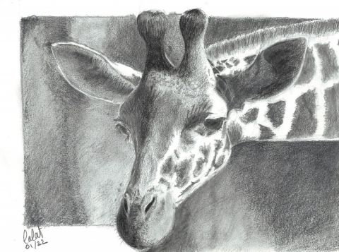 L'artiste Lalat - Girafe
