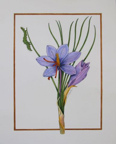 L'artiste Sophie Hove - Crocus et autographa gamma