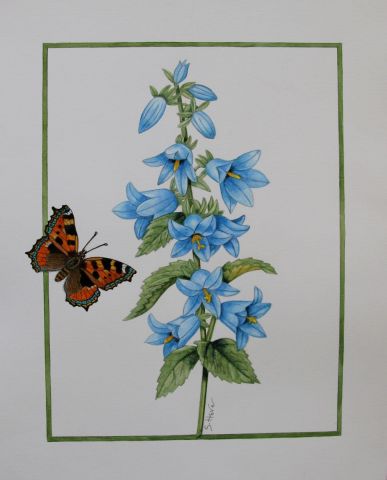 Campanule et papillon petite tortue - Peinture - Sophie Hove