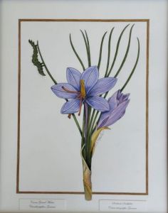 Voir cette oeuvre de Sophie Hove: Crocus