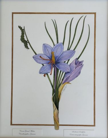 Crocus - Peinture - Sophie Hove