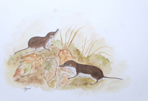 musaraigne bicolore - Peinture - Patricia GIROLDINI HYVERNAT musaraigne bicolore - Peinture - Patricia GIROLDINI HYVERNAT