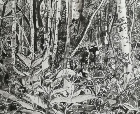L'artiste JANKI - paysage forêt