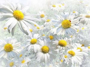 Voir cette oeuvre de Jean-Luc Rousseau: Coccinelle