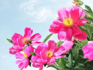 Voir cette oeuvre de Jean-Luc Rousseau: Pivoines