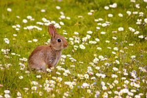 Photo de Dreams 14: Bonjour Printemps