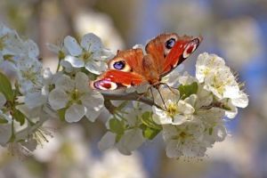 Photo de Dreams 14: le messager du printemps