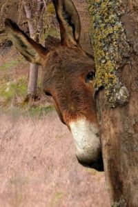 Voir cette oeuvre de Dreams 14: Coucou c'est moi