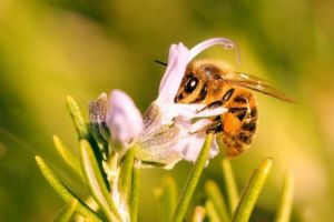 Photo de Dreams 14: Précieuse Alliée