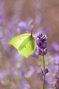 Photo de Dreams 14: Papillon 