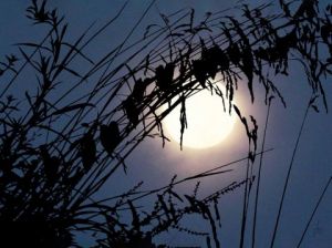 Photo de Jean-Luc Rousseau: Chuchotements