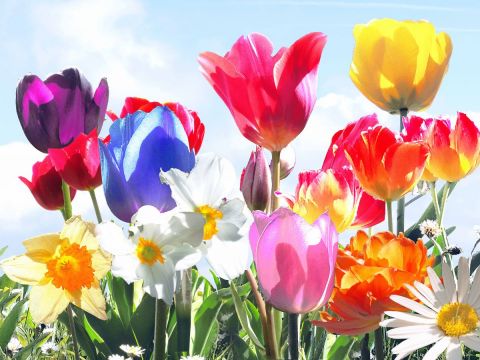 Fleurs de vie - Photo - Jean-Luc Rousseau