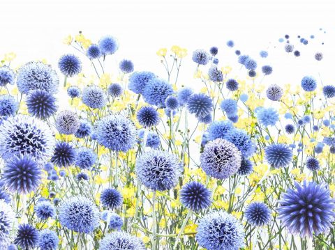 Rêve bleu - Photo - Jean-Luc Rousseau