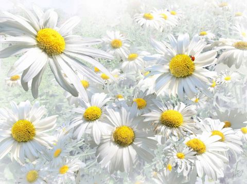 Coccinelle - Photo - Jean-Luc Rousseau