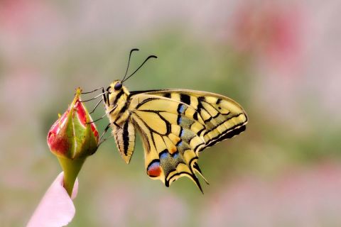 Le Machaon - Photo - Dreams 14
