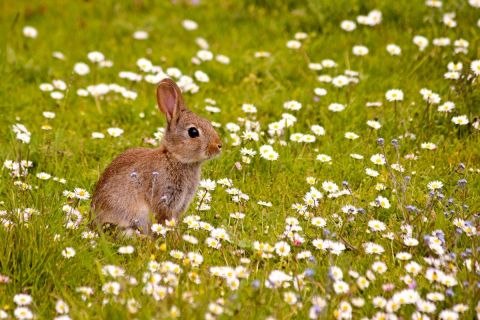 Bonjour Printemps - Photo - Dreams 14