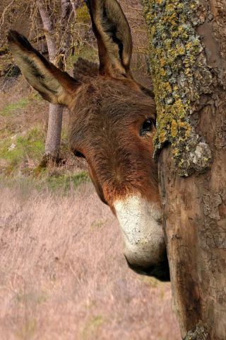 Coucou c'est moi - Photo - Dreams 14