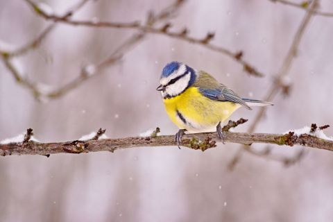 Courageuse et déterminée - Photo - Dreams 14