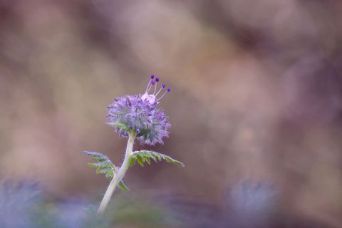 Tête Couronnée - Photo - Dreams 14