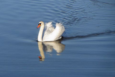 Le Cygne - Photo - Dreams 14