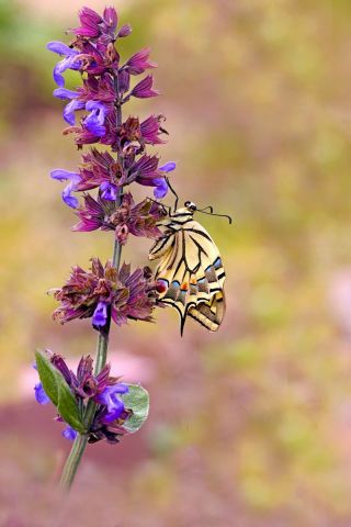 Machaon sur lavande - Photo - Dreams 14