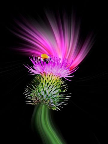 Ma Vie à du Piquant - Photo - Dreams 14