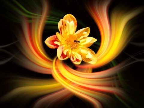 Coeur de Lumière - Photo - Dreams 14