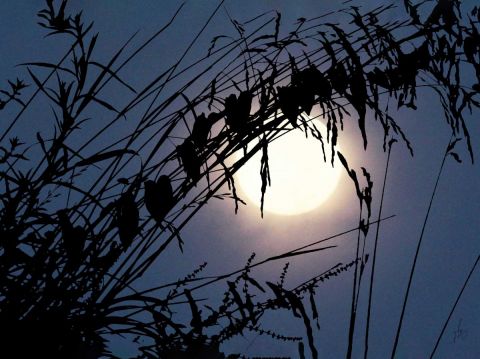 Chuchotements - Photo - Jean-Luc Rousseau