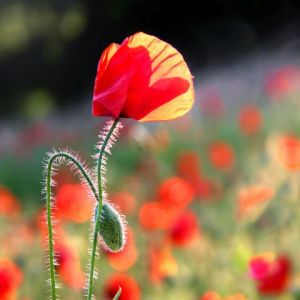 Photo de Jean-Luc Rousseau: Incandescence